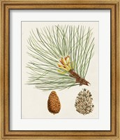 Framed 'Antique Pine Cones IV' border=