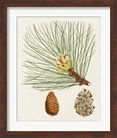 Framed 'Antique Pine Cones IV' border=