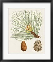 Framed Antique Pine Cones IV