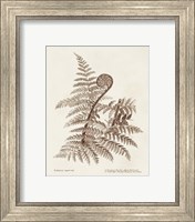 Framed 'Sepia Fern Varieties I' border=