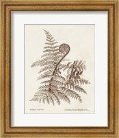 Framed 'Sepia Fern Varieties I' border=