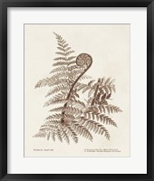 Sepia Fern Varieties I Framed Print