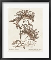 Sepia Fern Varieties III Framed Print