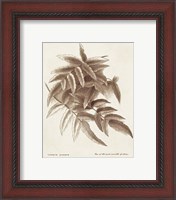 Framed 'Sepia Fern Varieties IV' border=