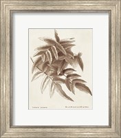 Framed 'Sepia Fern Varieties IV' border=