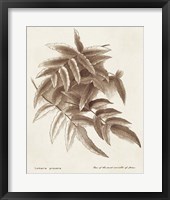 Sepia Fern Varieties IV Framed Print