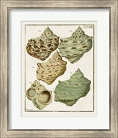 Framed 'Pastel Shell Pair II' border=