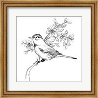 Framed 'Simple Songbird Sketches III' border=