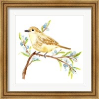 Framed 'Springtime Songbirds II' border=