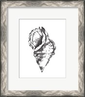 Framed 'Seashell Study I' border=