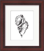 Framed 'Seashell Study I' border=