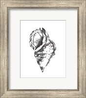 Framed 'Seashell Study I' border=