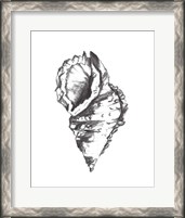 Framed 'Seashell Study I' border=