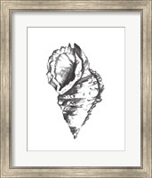 Framed 'Seashell Study I' border=