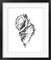 Framed Seashell Study I