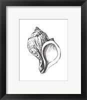 Framed 'Seashell Study II' border=