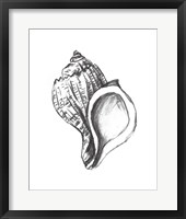 Seashell Study II Framed Print