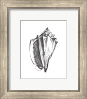 Framed 'Seashell Study IV' border=