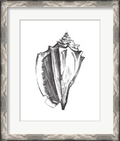 Framed 'Seashell Study IV' border=