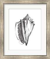 Framed 'Seashell Study IV' border=