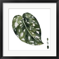 Scindapsus II Framed Print