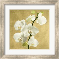 Framed 'Orchids on a Golden Background II' border=
