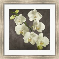 Framed 'Orchids on Grey Background I' border=