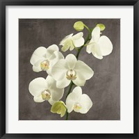 Framed Orchids on Grey Background II