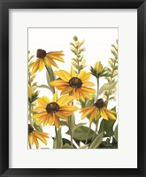 Framed Summer Susans