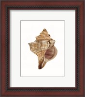 Framed 'Neutral Shell Collection 1' border=