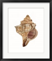 Neutral Shell Collection 1 Framed Print