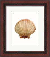 Framed 'Neutral Shell Collection 2' border=