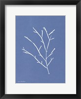 Blue Botanical III Framed Print