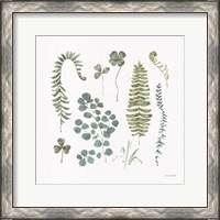 Framed 'Fern Study 02' border=