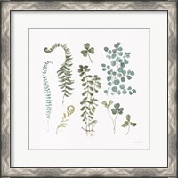 Framed 'Fern Study 03' border=