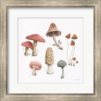 Framed 'Mushroom Medley 03' border=