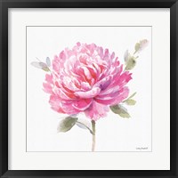 Obviously Pink 03A Framed Print