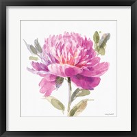 Obviously Pink 05A Framed Print