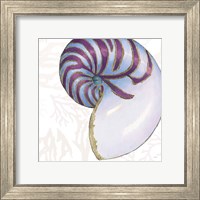 Framed 'Shimmering Shells VI' border=