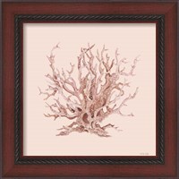 Framed 'Pink Coral I' border=