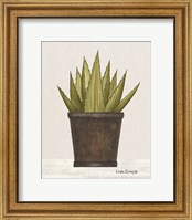 Framed 'Potted Aloe Vera' border=