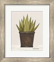 Framed 'Potted Aloe Vera' border=