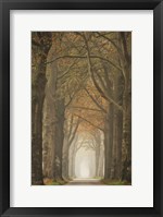 Framed Beech Lined Road