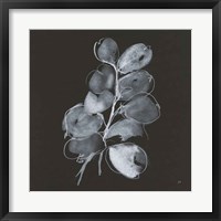 White Eucalyptus II Framed Print