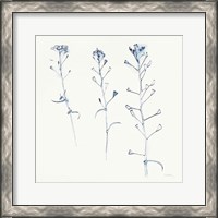 Framed 'Shepherds Purse Stems I Blue' border=