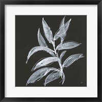 Branch IV Framed Print