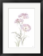 Tall Queen Annes Lace III Framed Print