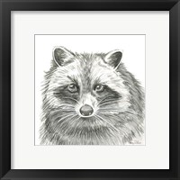 Framed 'Watercolor Pencil Forest VI-Raccoon' border=