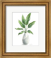 Framed 'Potted Exotics IV' border=