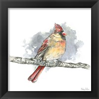 Framed 'Birds & Branches II-Female Cardinal' border=